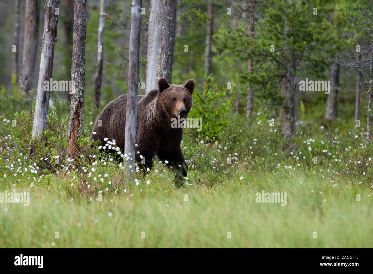 Unione l'orso bruno (Ursus arctos) passeggiate in foresta, Kuhmo, in Finlandia Foto Stock