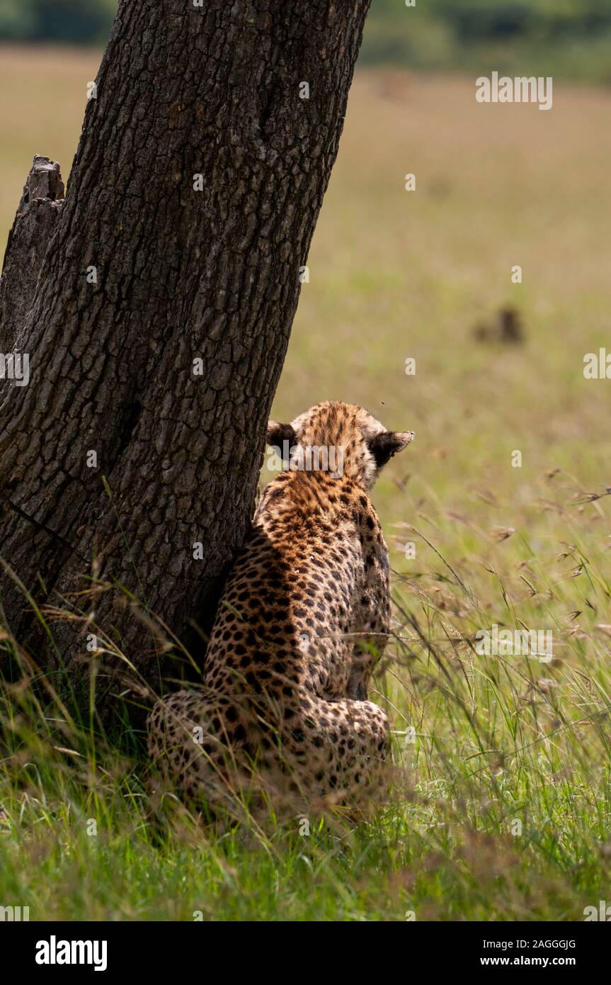 Ghepardo (Acynonix jubatus) in attesa di preda , Masai Mara riserva nazionale, Kenya Foto Stock