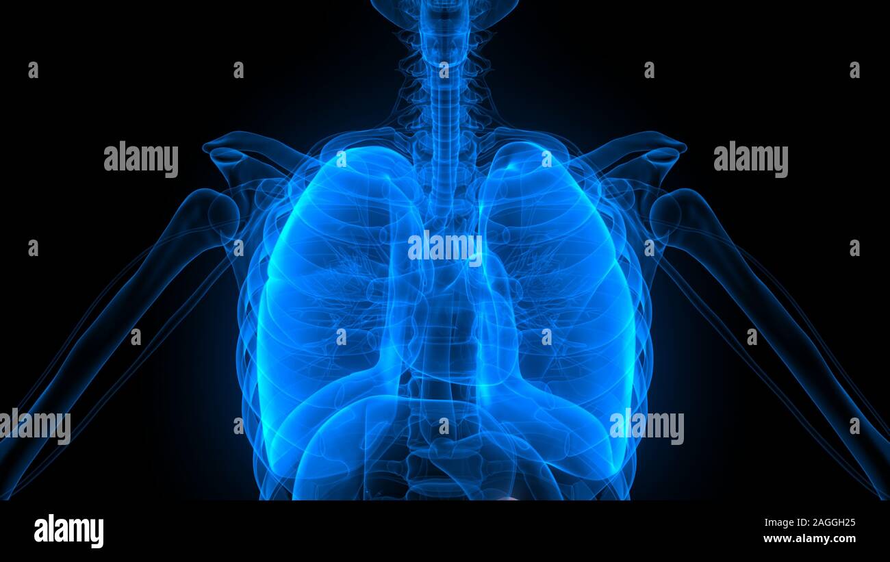 Polmoni Parte del rendering 3D con raggi X per anatomia del sistema respiratorio umano Foto Stock