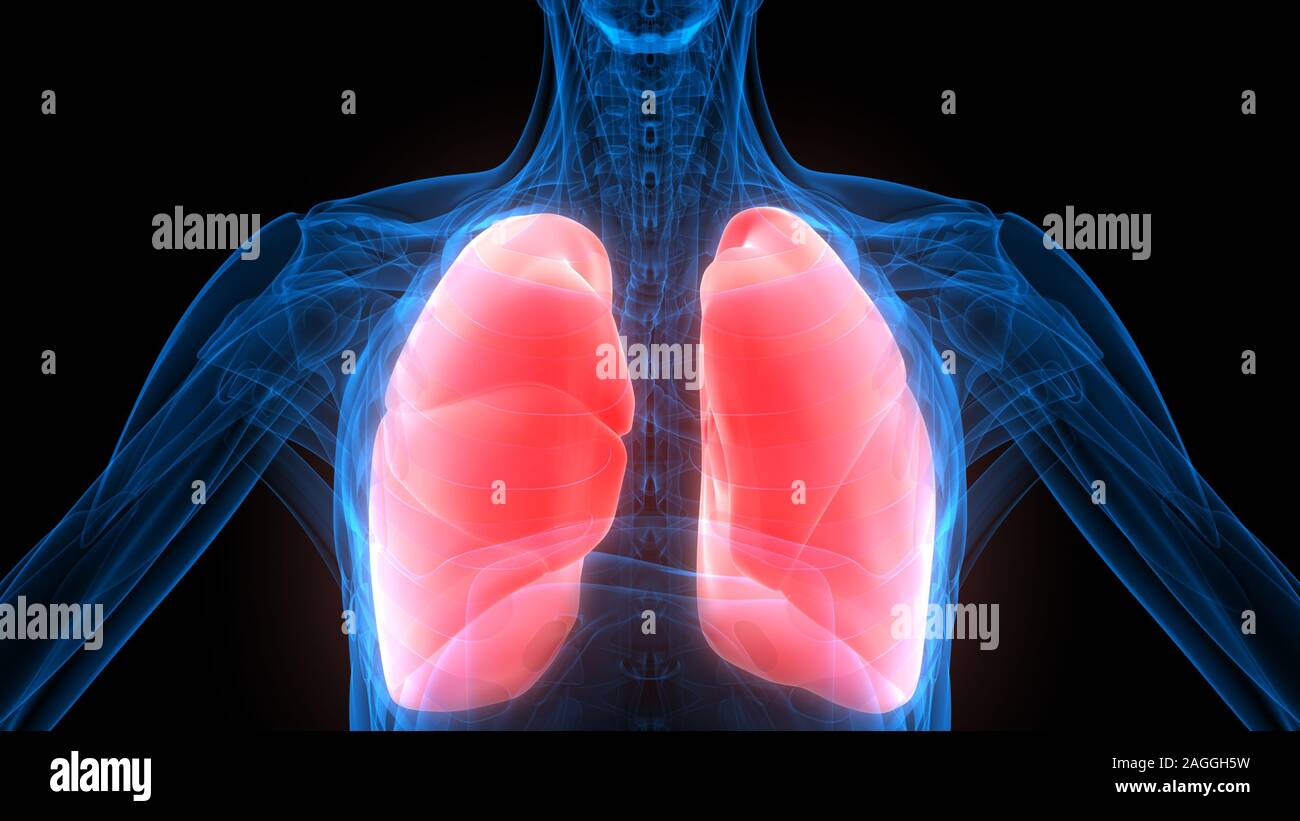 Polmoni Parte del rendering 3D con raggi X per anatomia del sistema respiratorio umano Foto Stock