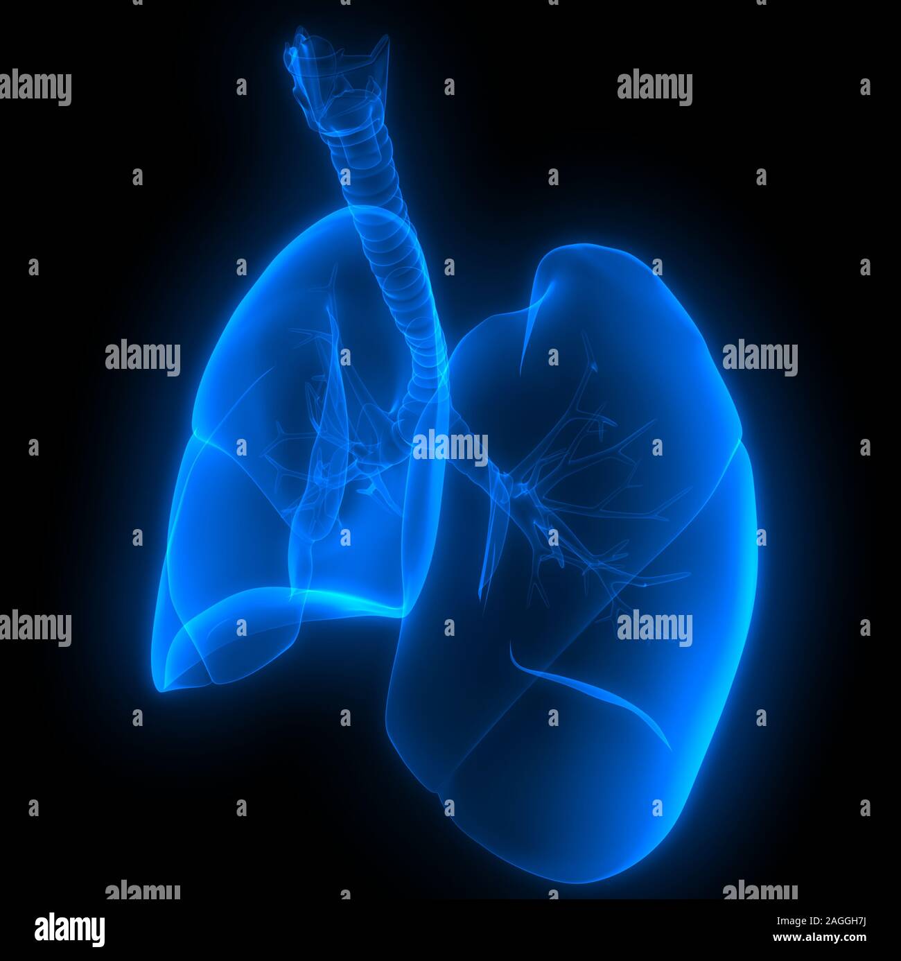 Polmoni Parte del rendering 3D con raggi X per anatomia del sistema respiratorio umano Foto Stock