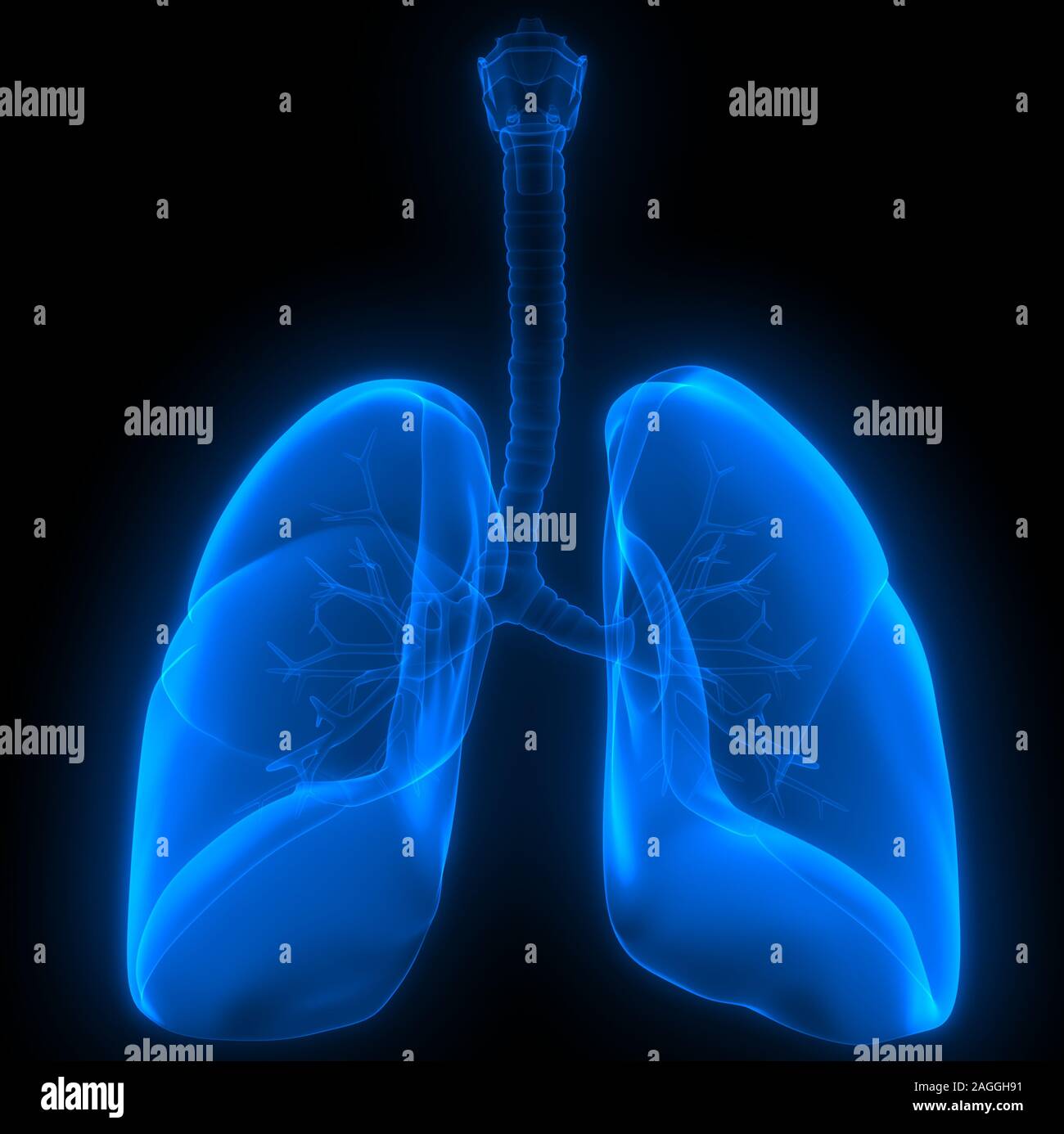 Polmoni Parte del rendering 3D con raggi X per anatomia del sistema respiratorio umano Foto Stock