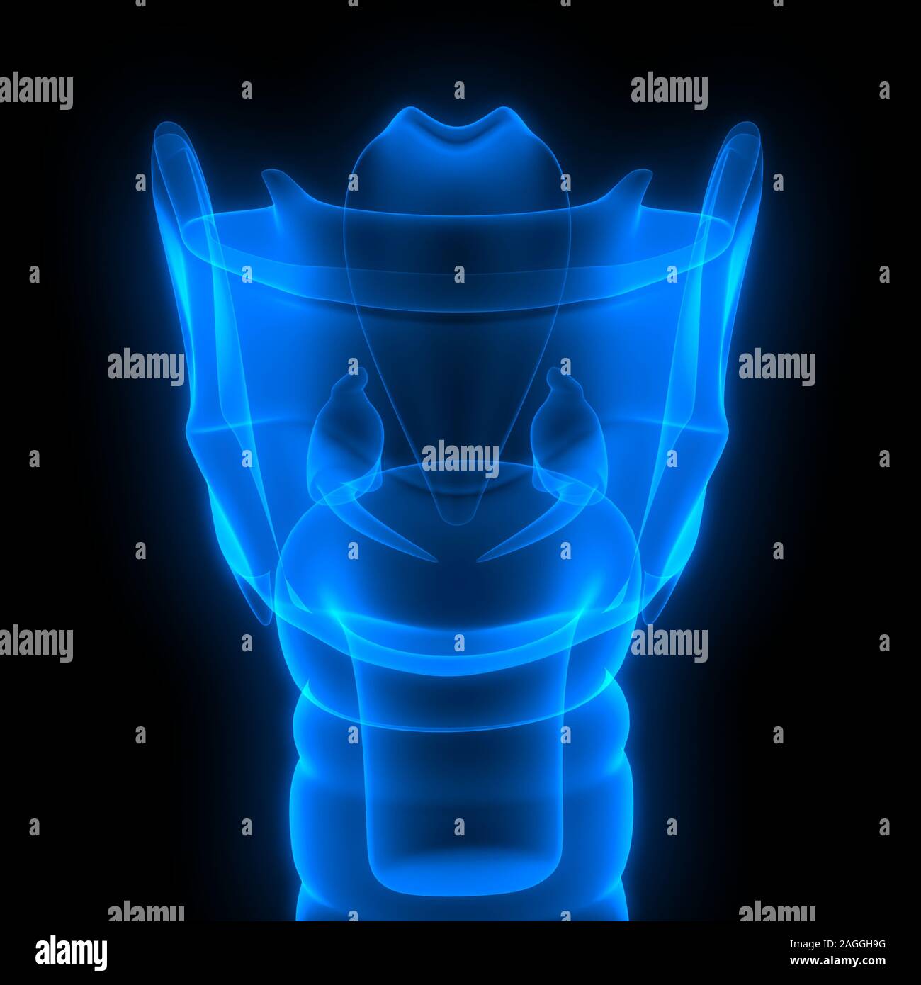 Polmoni Parte del rendering 3D con raggi X per anatomia del sistema respiratorio umano Foto Stock