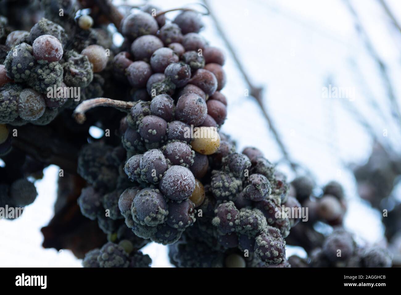 Ghiaccio vino uve sulla vite Foto Stock