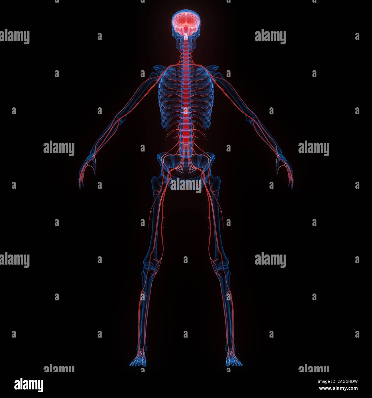 Cervello di organi interni umani con sistema Nervoso Anatomia radiografia 3D rendering Foto Stock