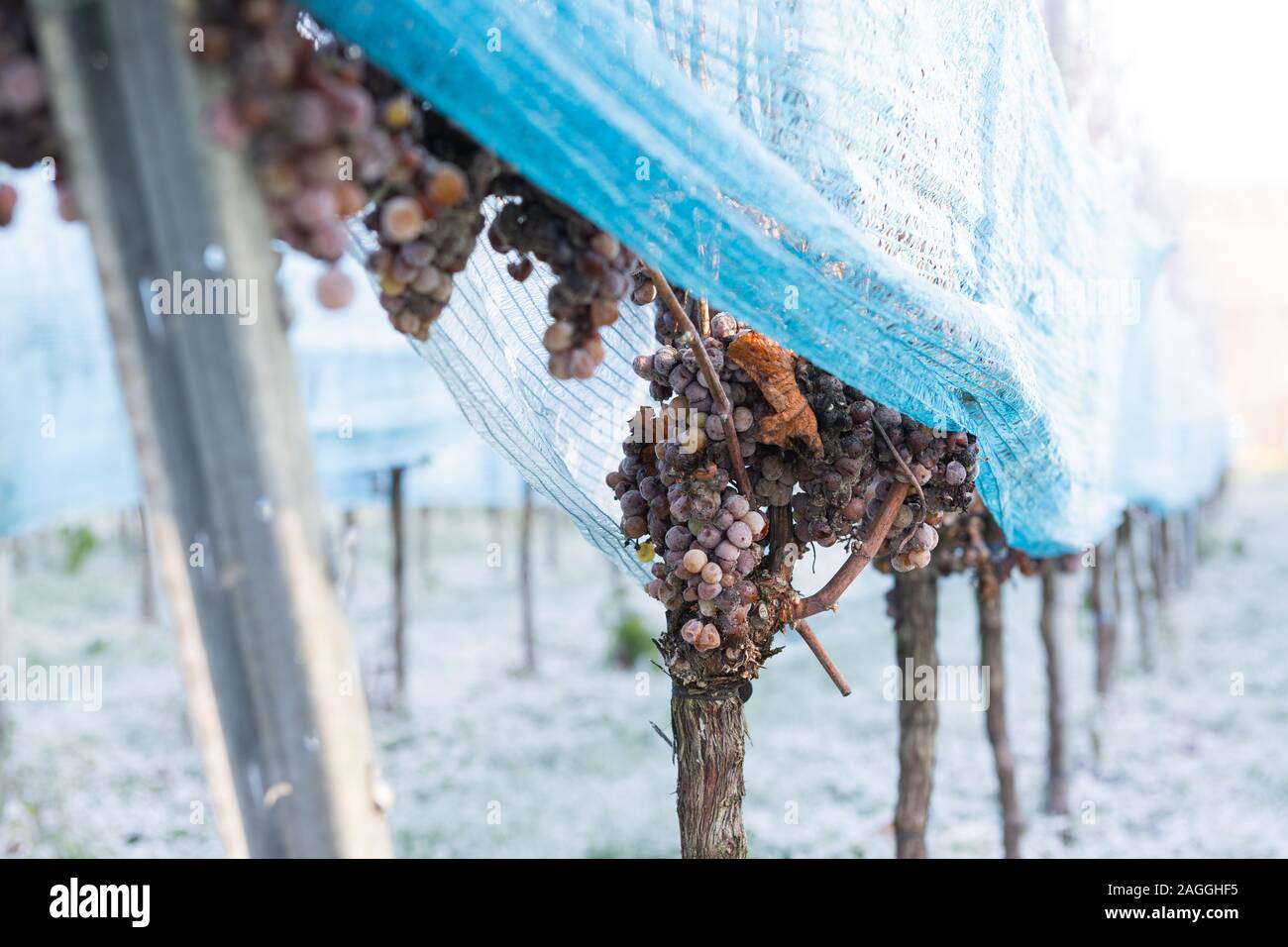Ghiaccio vino uve sulla vite Foto Stock