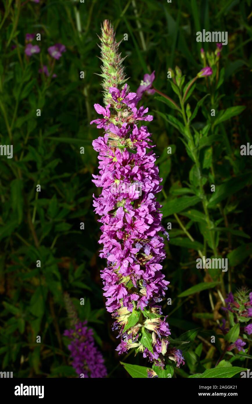 Lythrum salicaria (viola loosestrife) è nativo di Europa, Asia, Africa nord-occidentale, e parti di Australia dove cresce nei prati umidi e paludi. Foto Stock
