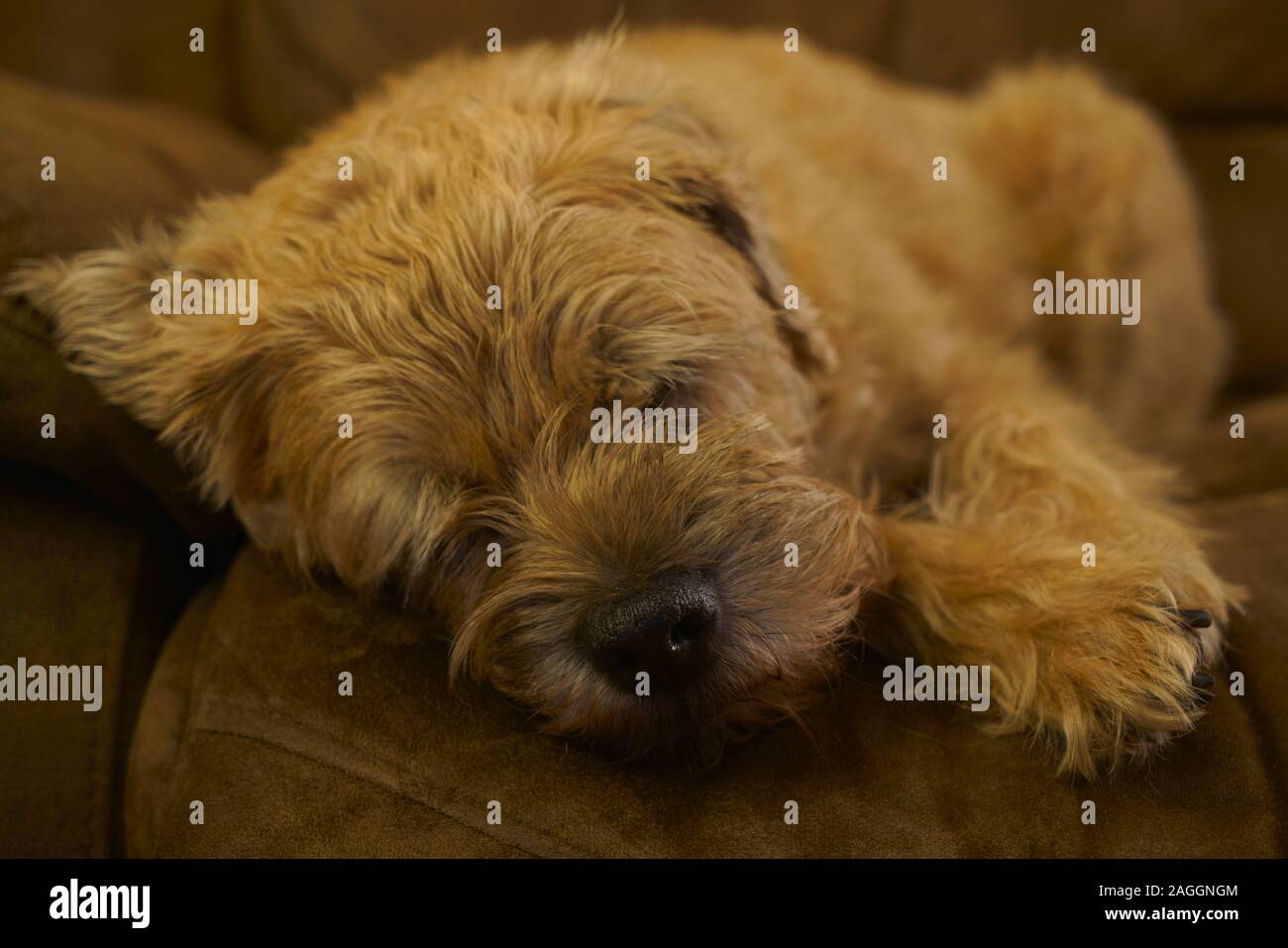 Un confine terrier cane dorme sul divano. Foto Stock