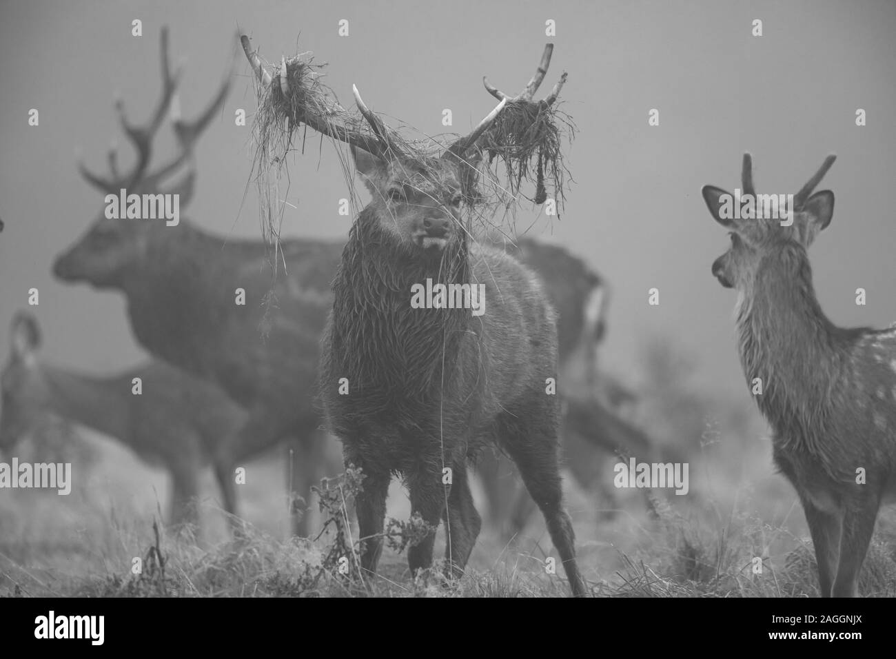 Cervi Sika cervi e cerve, durante la stagione di solchi a Studley Royal Deer Park una proprietà del National Trust vicino a Ripon nel North Yorkshire, Inghilterra Foto Stock
