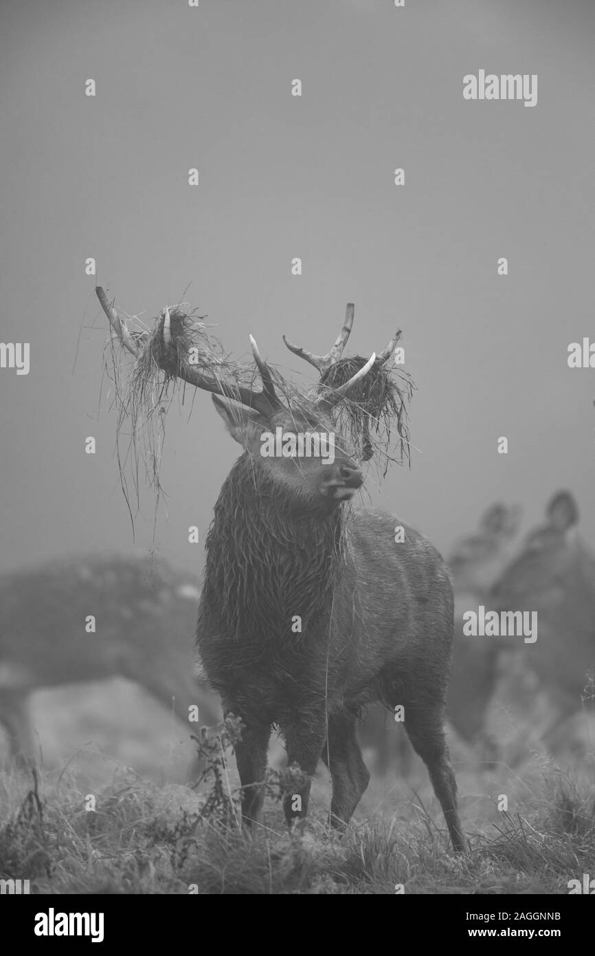 Cervi Sika cervi e cerve, durante la stagione di solchi a Studley Royal Deer Park una proprietà del National Trust vicino a Ripon nel North Yorkshire, Inghilterra Foto Stock