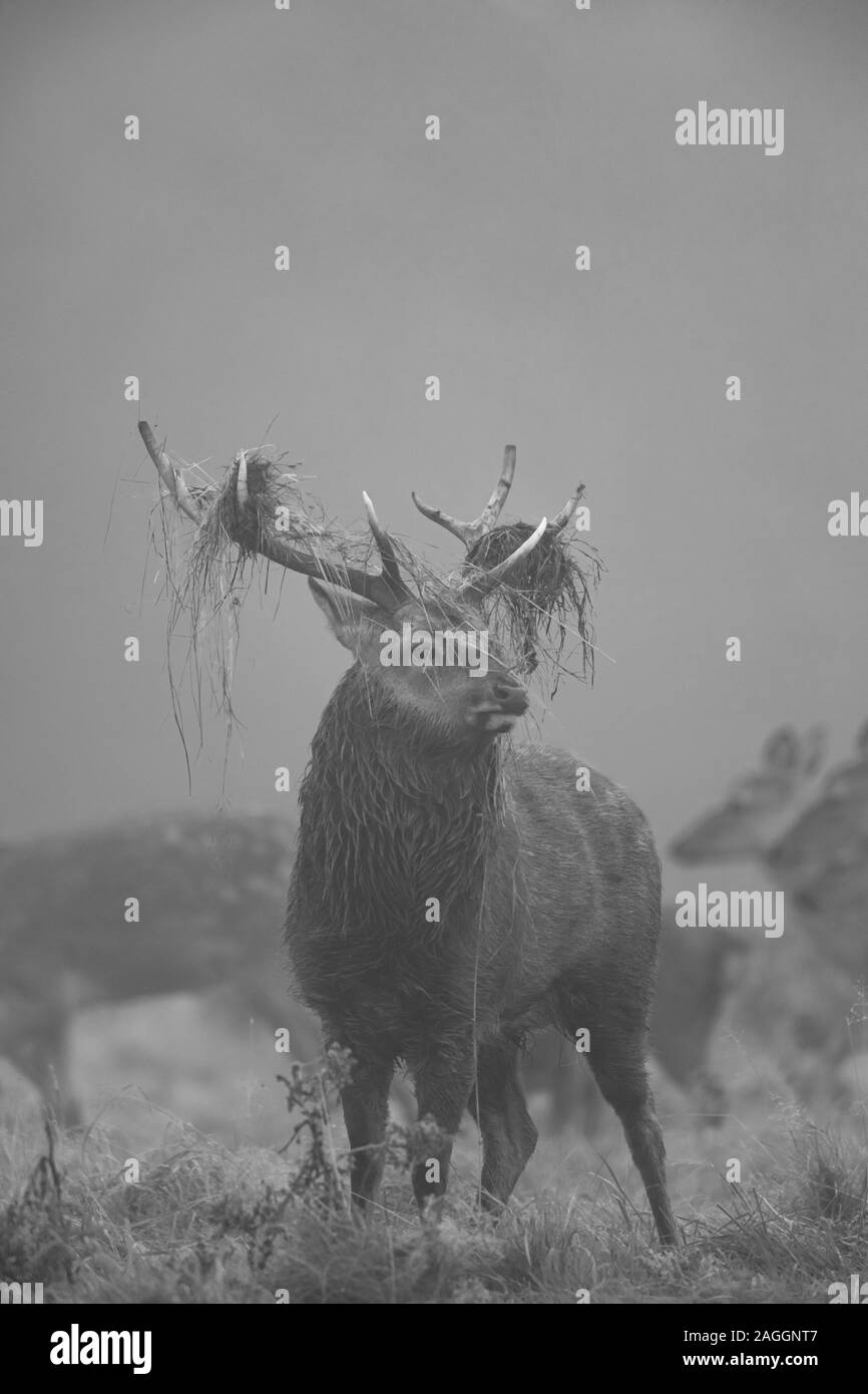 Cervi Sika cervi e cerve, durante la stagione di solchi a Studley Royal Deer Park una proprietà del National Trust vicino a Ripon nel North Yorkshire, Inghilterra Foto Stock