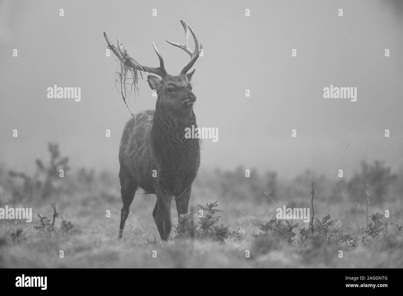 Cervi Sika cervi e cerve, durante la stagione di solchi a Studley Royal Deer Park una proprietà del National Trust vicino a Ripon nel North Yorkshire, Inghilterra Foto Stock