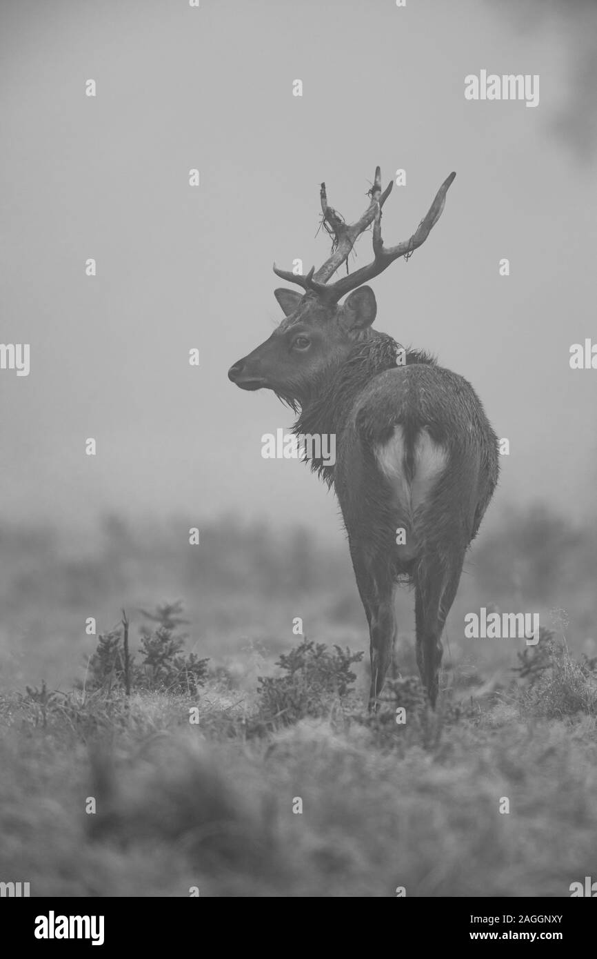 Cervi Sika cervi e cerve, durante la stagione di solchi a Studley Royal Deer Park una proprietà del National Trust vicino a Ripon nel North Yorkshire, Inghilterra Foto Stock