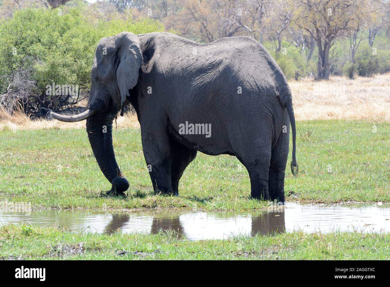 Grande maschio di elefante africano di acqua potabile da una palude Moremi parco nazionale di Moremi Wildlife Park Botswana Africa Foto Stock