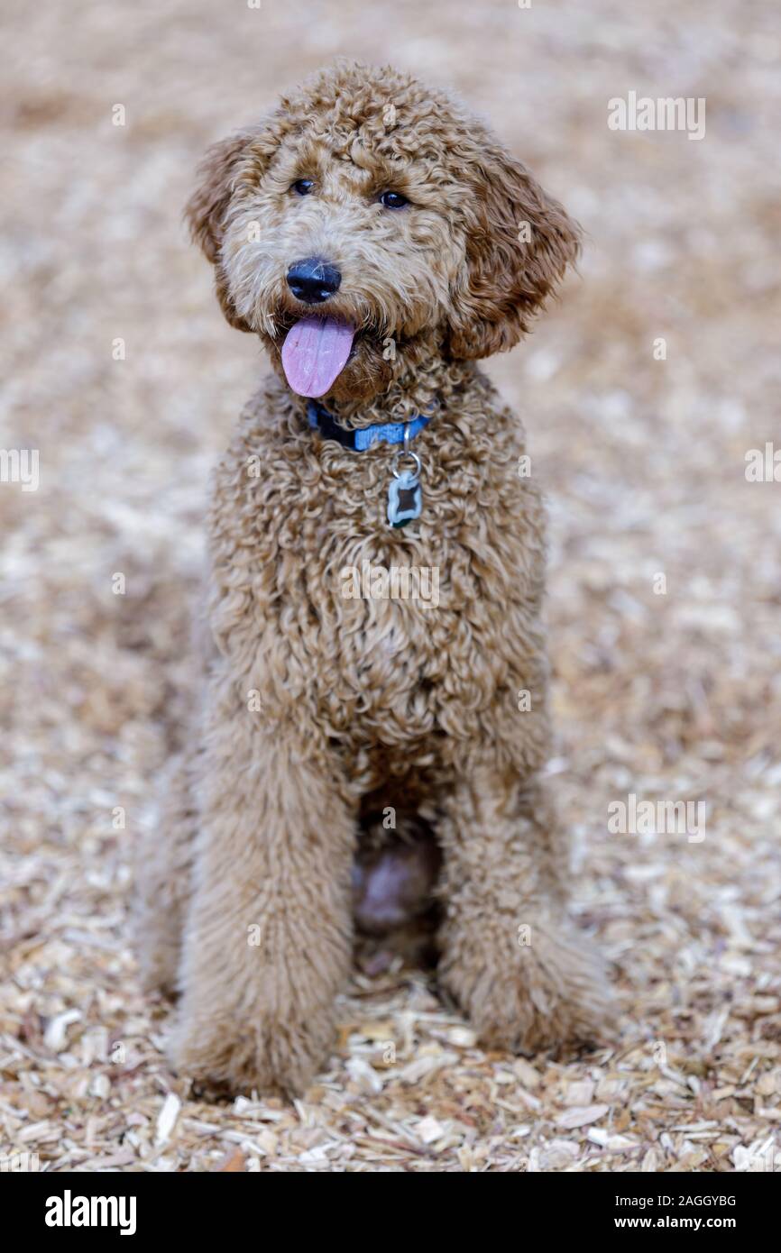 Golden Doodle cucciolo femmina. Foto Stock