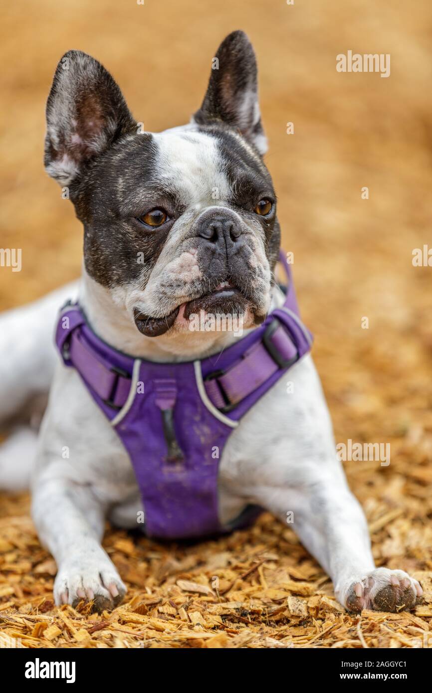 Bulldog francese e Boston Terrier femmina. Foto Stock