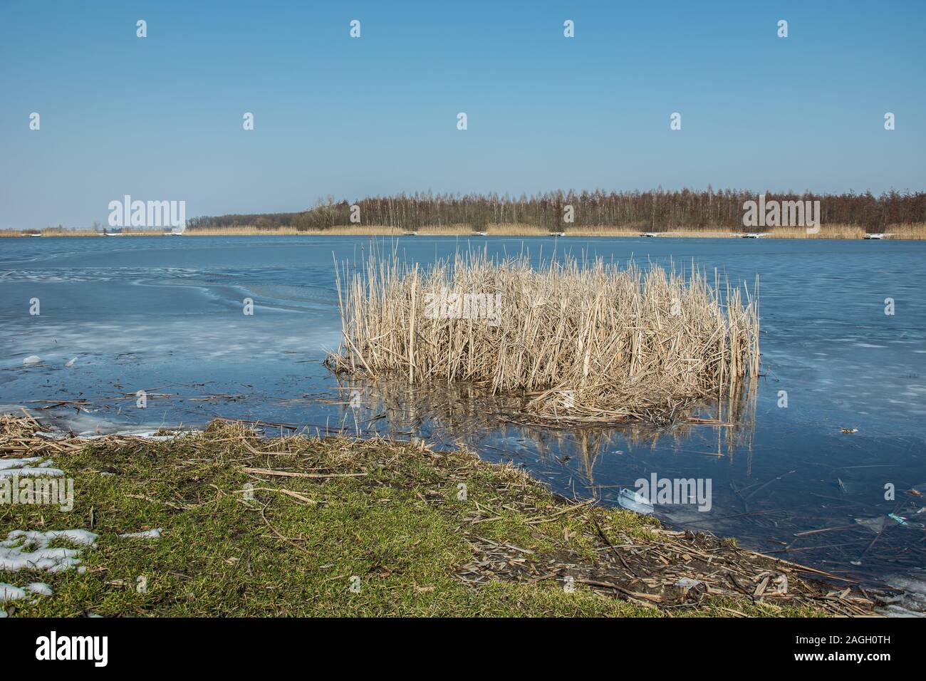 Erba verde sul bordo di un lago ghiacciato e un intrico di canne. I trend con orizzonte di riferimento e cielo blu Foto Stock