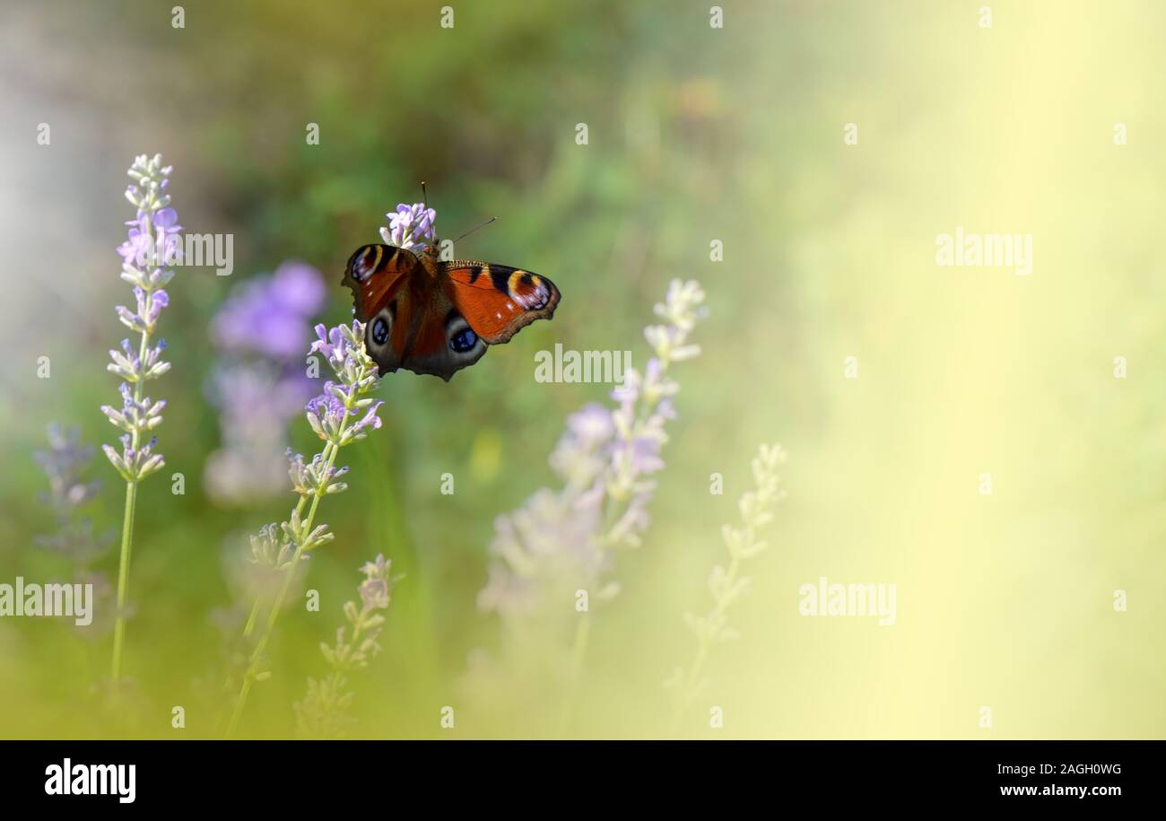 Bella e verde natura sfondo.arte floreale di design.La fotografia macro.Butterfly e campo di lavanda.Farfalla in estate floral background.parete artistica Foto Stock