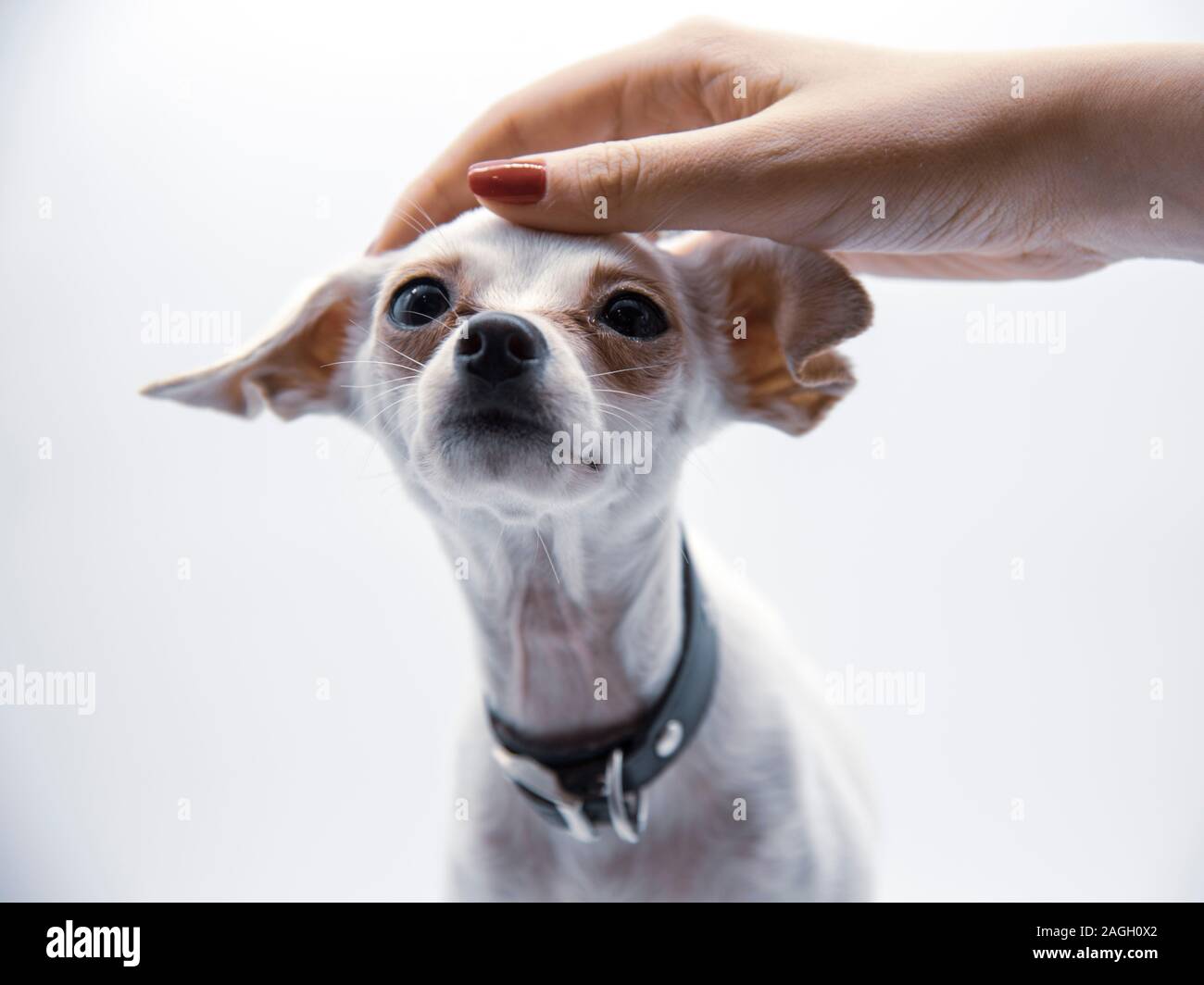 Una femmina di mano corse delicatamente la testa di un piccolo cane bianco Foto Stock