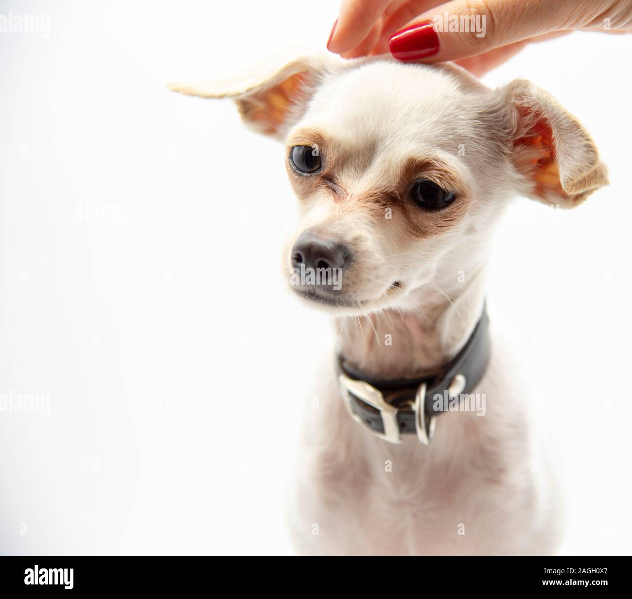 Una femmina di mano corse delicatamente la testa di un piccolo cane bianco Foto Stock