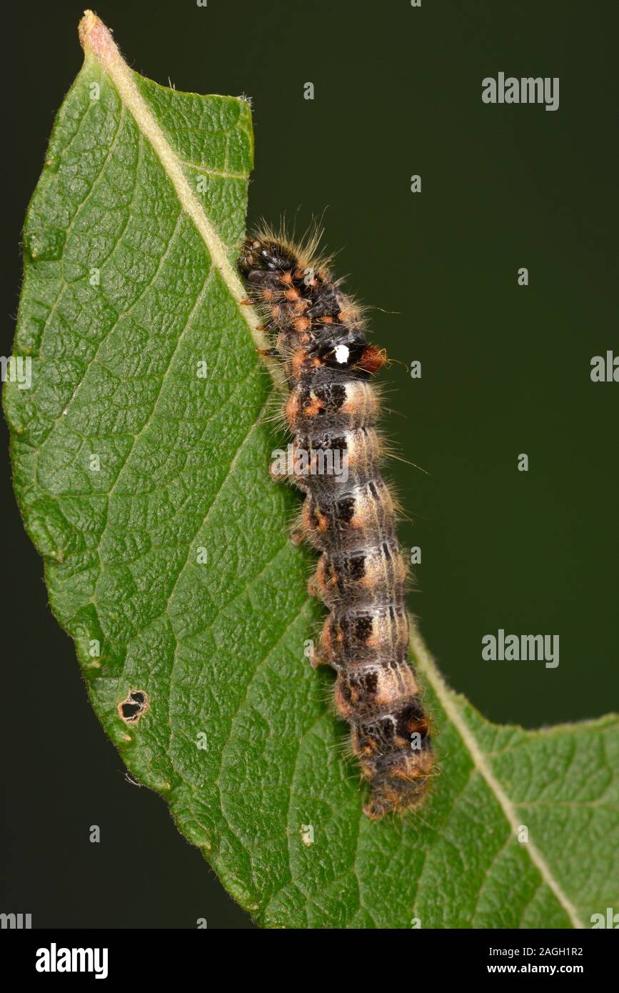 Scarso il cioccolato-punta (falena Clostera anachoreta) completamente cresciuti larva, alimentando su Willow leaf, allevati in cattività. Foto Stock