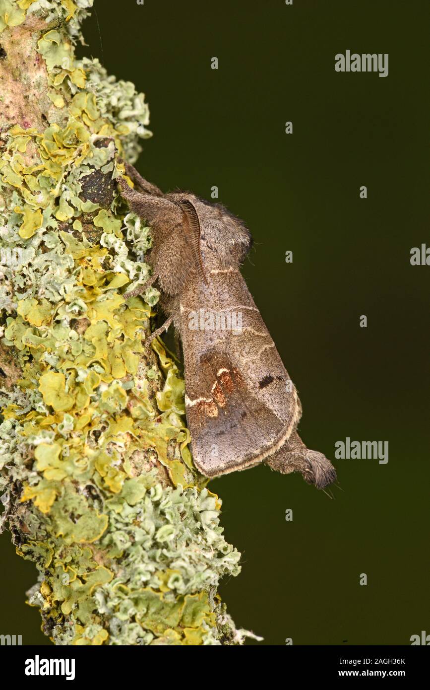 Scarso il cioccolato-punta (falena Clostera anachoreta) in appoggio sul lichen ramo coperti, allevati in cattività. Foto Stock