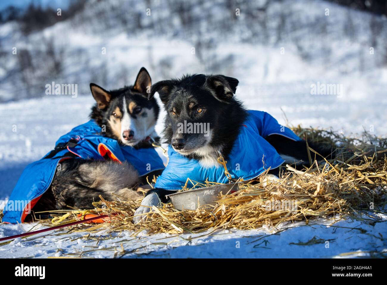 Cani da parte del team di slitte trainate da cani sulla ricreazione durante il concorso. I cani sono sdraiato sulla paglia Foto Stock