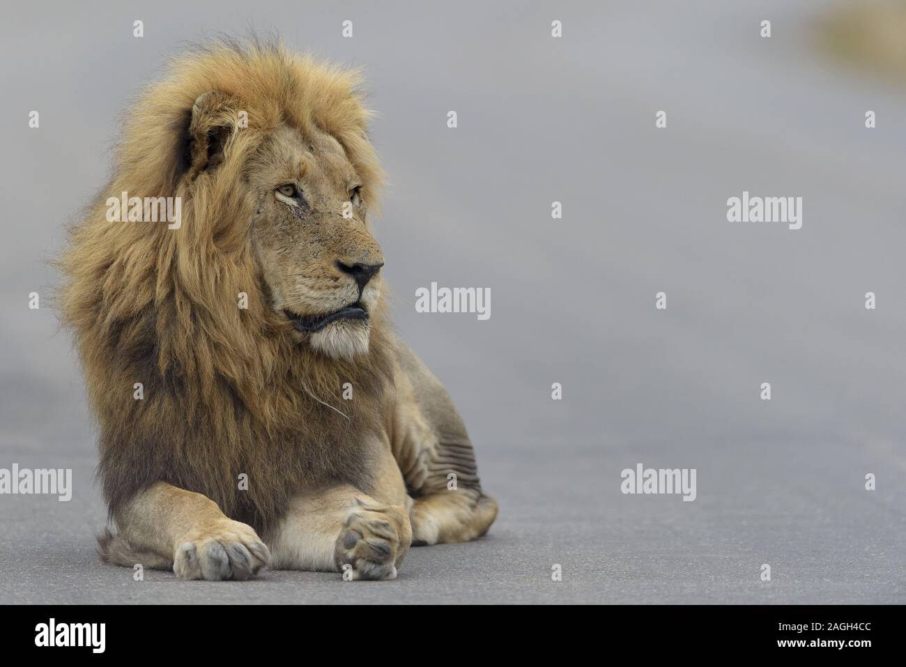 Leone che si posa sulla strada Foto Stock