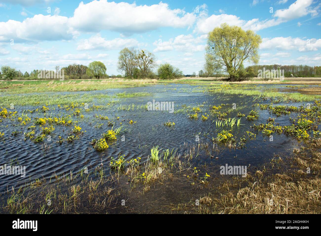 Acqua nel prato e alberi e nuvole bianche sul cielo blu - soleggiata giornata di primavera Foto Stock