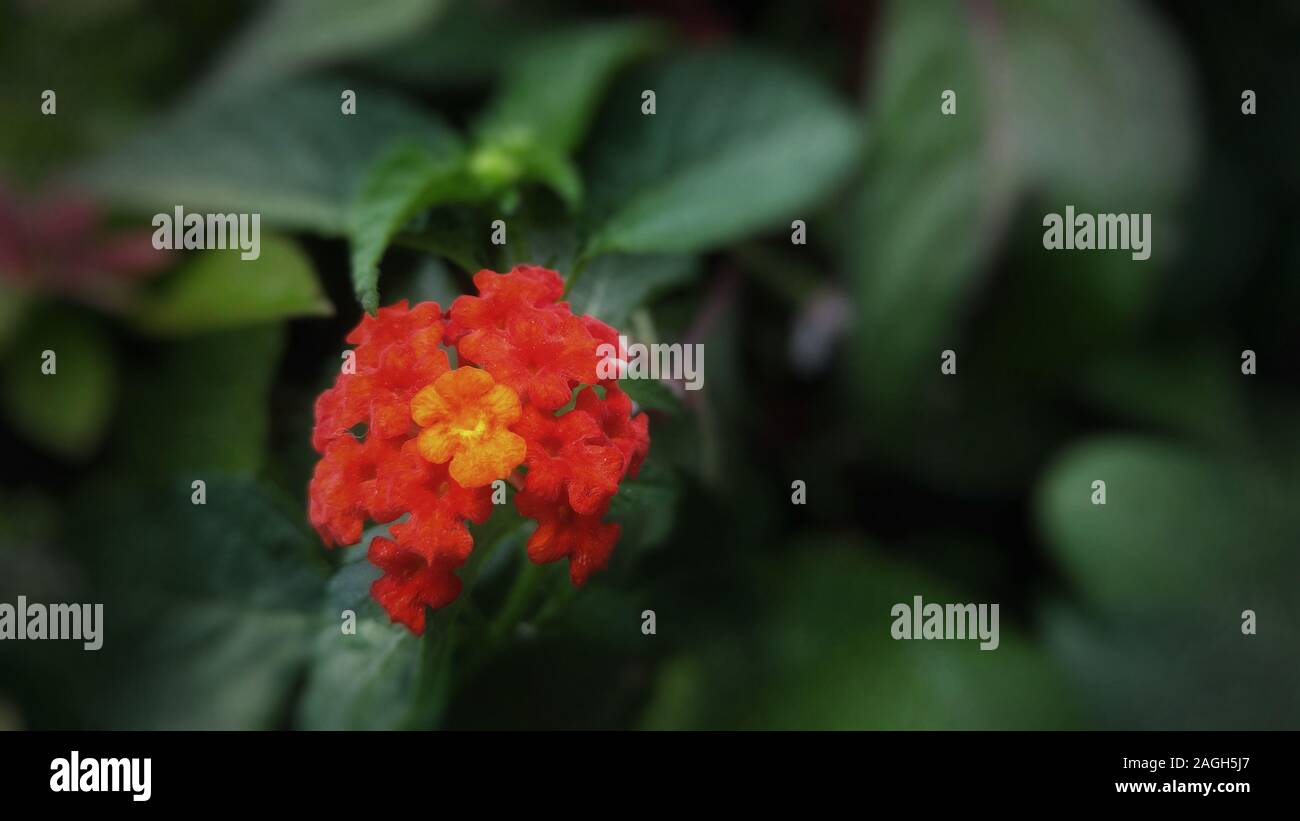 Primo piano di un fiore rosso con un naturale sfocato sfondo Foto Stock