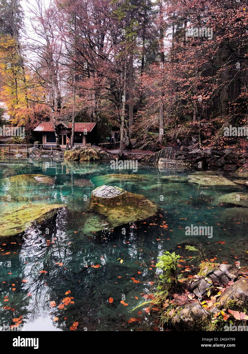 Lago Blausee circondato dal verde che si riflette sull'acqua coperta In nebbia in Svizzera Foto Stock
