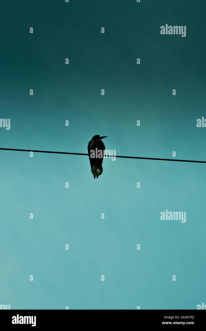 Corvo nero seduto su un filo Foto Stock