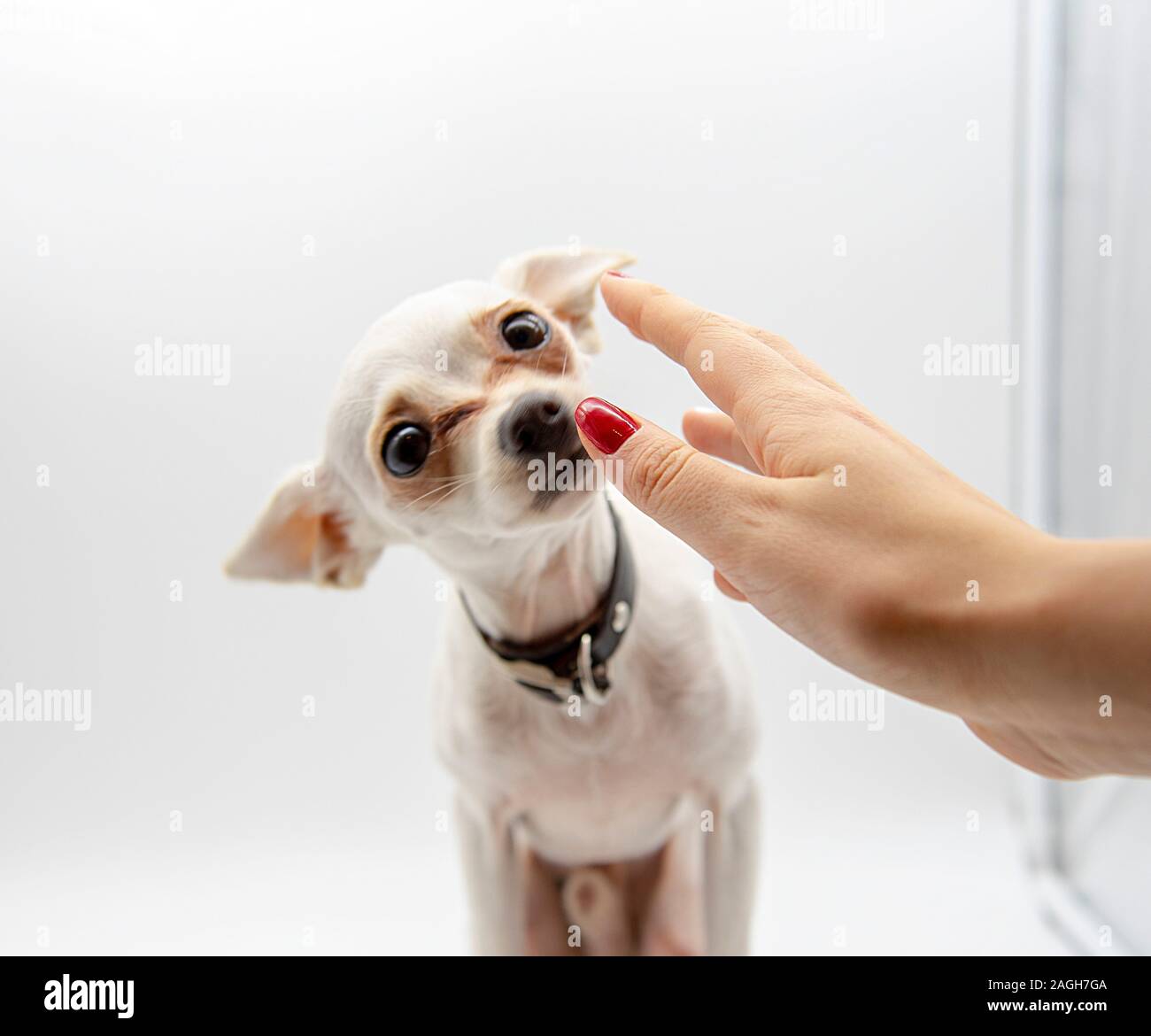 In primo piano una mano femminile raggiunge per un piccolo cane bianco che prende il suo congedo. Foto Stock