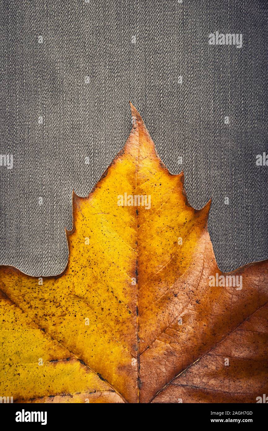 Autunno maple leaf close up dettaglio, con spazio di copia Foto Stock