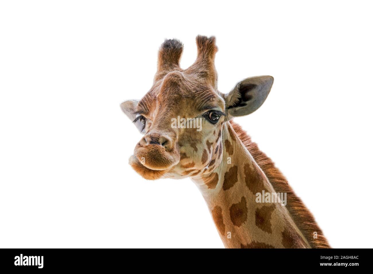 Il Kordofan giraffe (Giraffa camelopardalis antiquorum) close-up di testa contro uno sfondo bianco Foto Stock