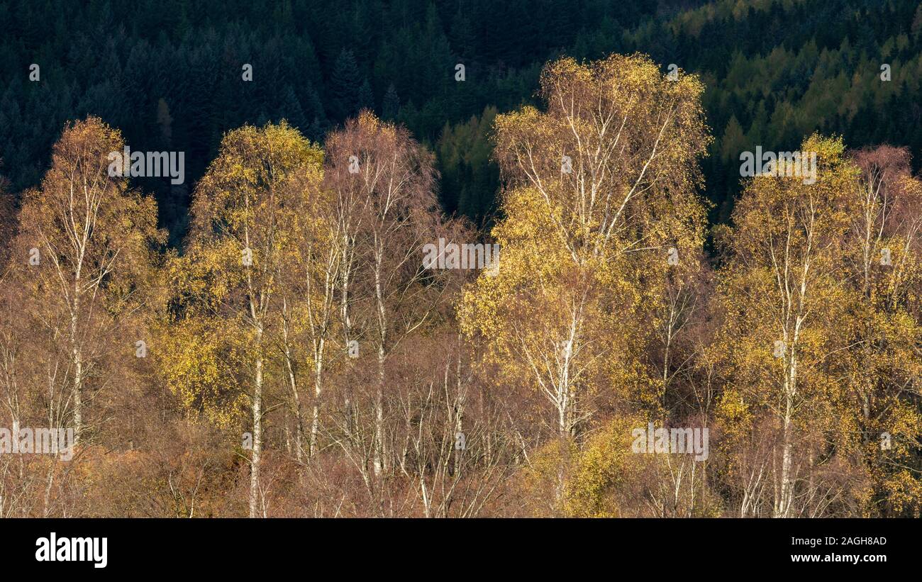 I colori autunnali lungo la Duke's Pass, Aberfoyle, Stirlingshire, Il Trossacks, Scozia Foto Stock