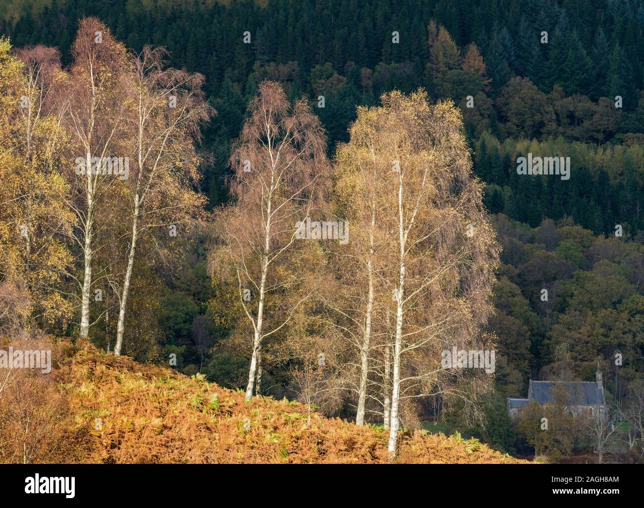 I colori autunnali lungo la Duke's Pass, Aberfoyle, Stirlingshire, Il Trossacks, Scozia Foto Stock