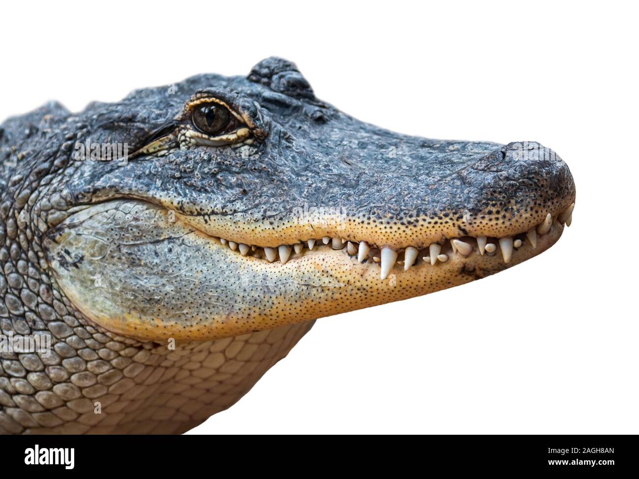 Il coccodrillo americano / gator comune (Alligator mississippiensis) close-up di muso chiuso che mostra i denti contro uno sfondo bianco Foto Stock