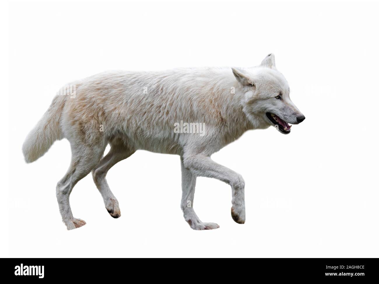 Artico Canadese White Wolf (Canis lupus arctos) nativa per il Canada contro uno sfondo bianco Foto Stock