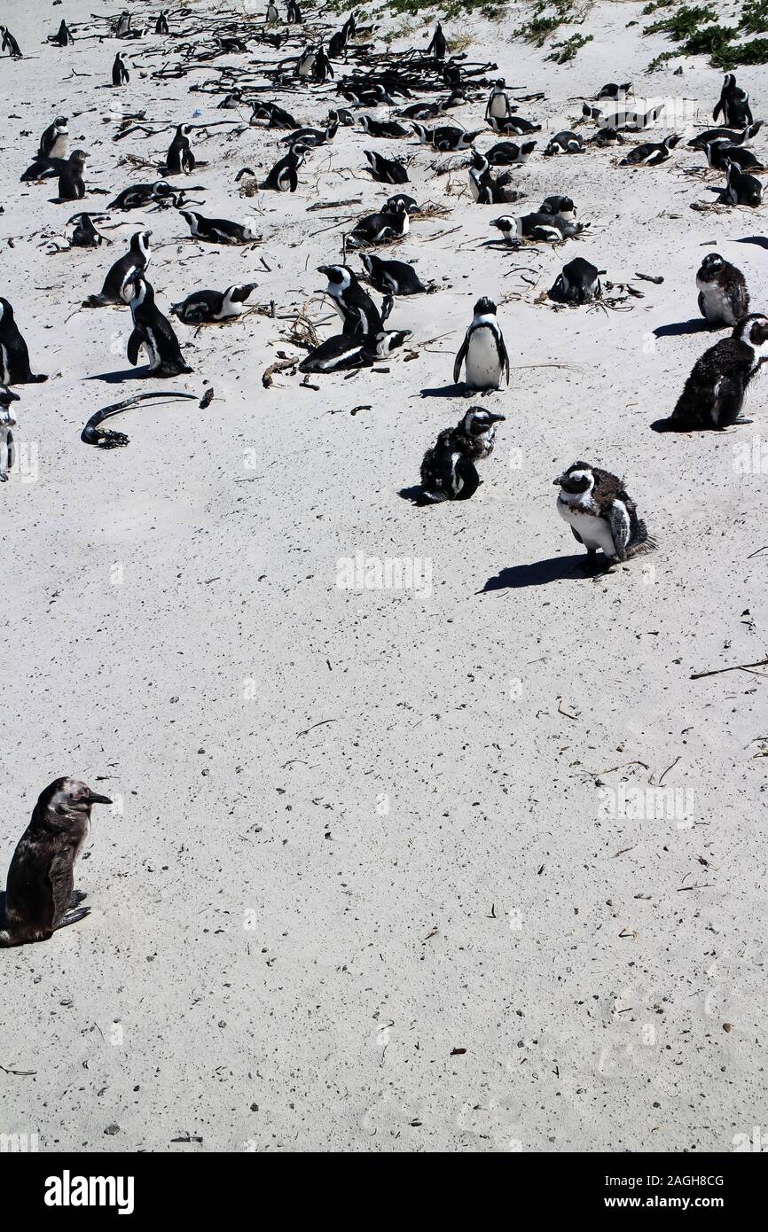 I Penguins africani (latino: Spheniscus demersus) Colonia a Boulders Beach, Simon's Town, nei pressi di Città del Capo, Sud Africa. Foto Stock