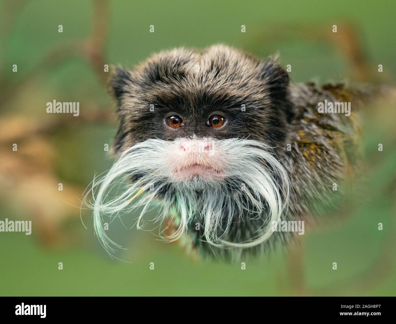 L'imperatore tamarin Saguinus imperator captive Foto Stock