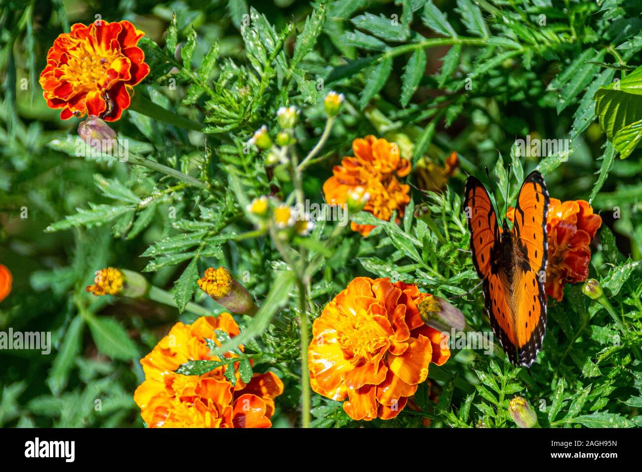 Vistosi Commodore butterfly (preciso octavia) dislaying colori estivi di arancione, rosso e nero, Entebbe, Uganda Foto Stock