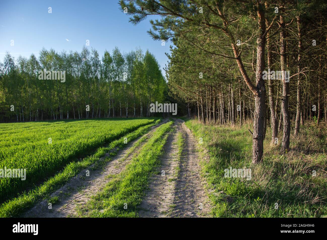 Strada rurale alla foresta, alberi verdi e la luce del sole - Vista in una giornata di sole Foto Stock