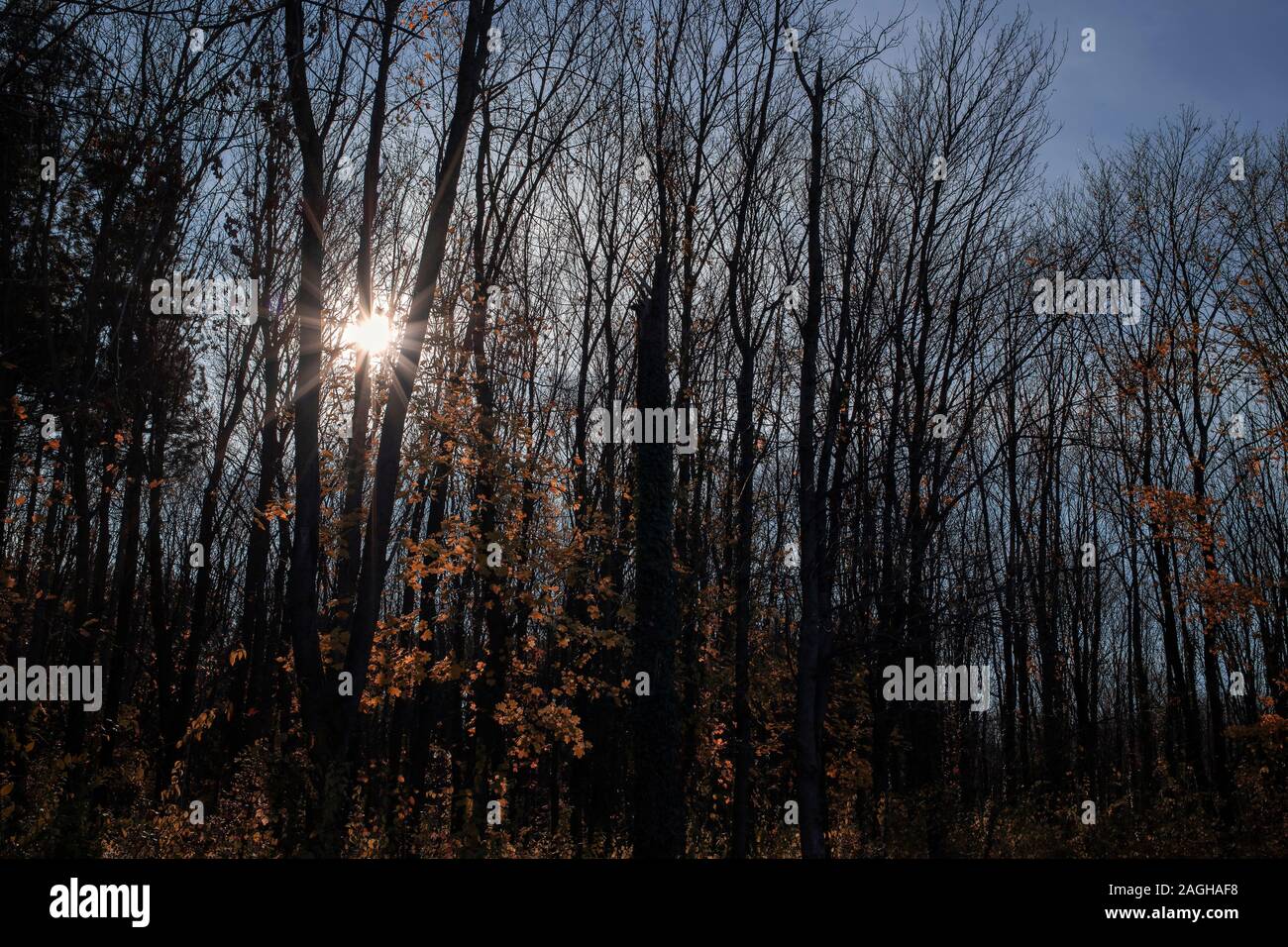 Rottura sole attraverso il treetop Foto Stock