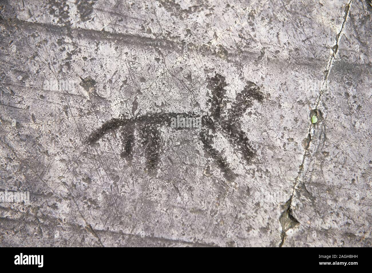Petroglyph preistorico, rock carving, di un uomo a cavallo scolpito dal Camunni persone in età del ferro tra 1000-1600 BC, Seradina I Ronco Fela Foto Stock