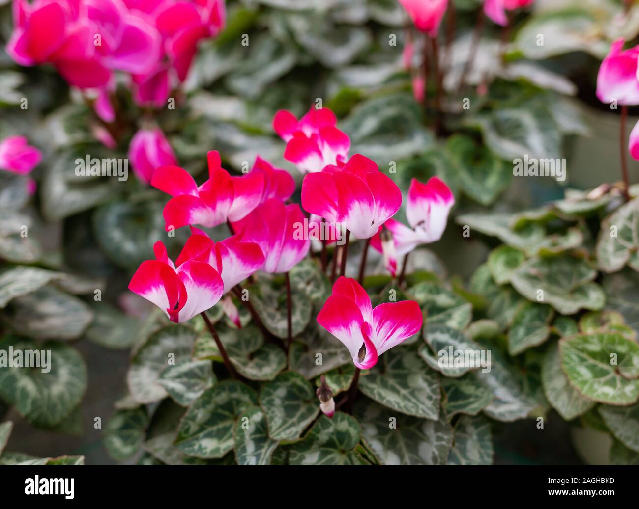 Rosa ciclamino in un vaso di fiori su sfondo sfocato. Soft focus. Foto Stock