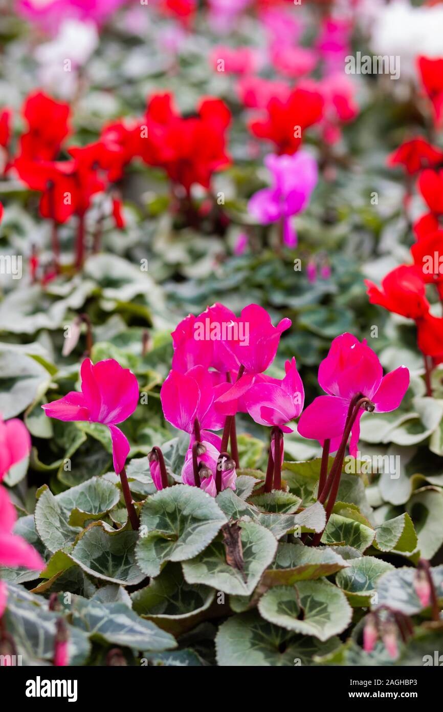 Rosa ciclamino in un vaso di fiori su sfondo sfocato. Soft focus. Foto Stock