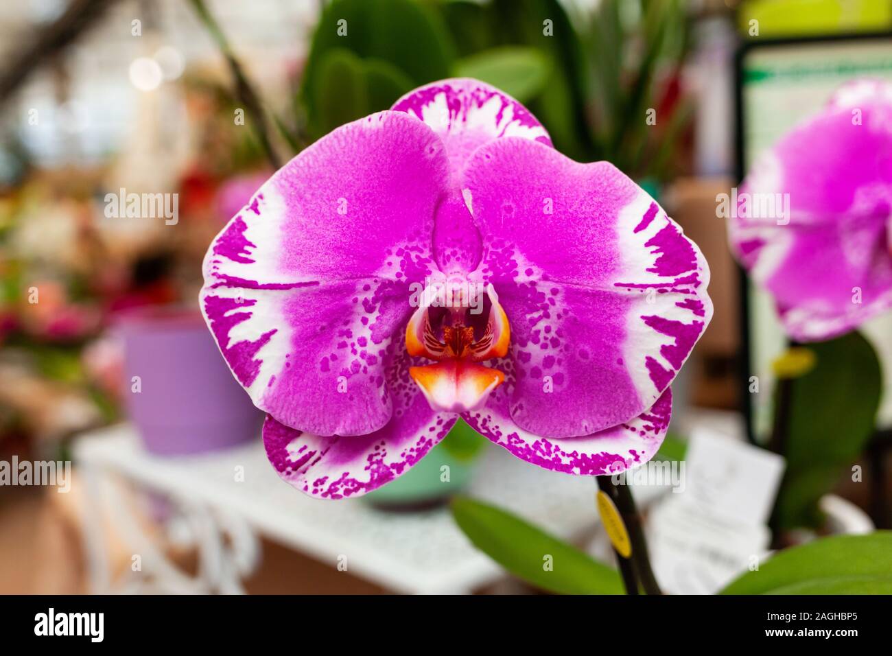 Pianta di orchidea fiore con petali di rosa e rosso centro. Foto Stock