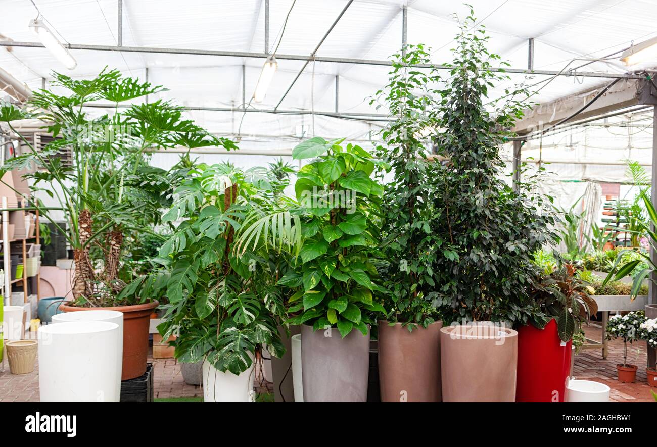 Grande varietà di piante di grandi dimensioni all'interno del botanic green house. Ambiente senza persone da utilizzare come sfondo o per scopi illustrativi. Foto Stock