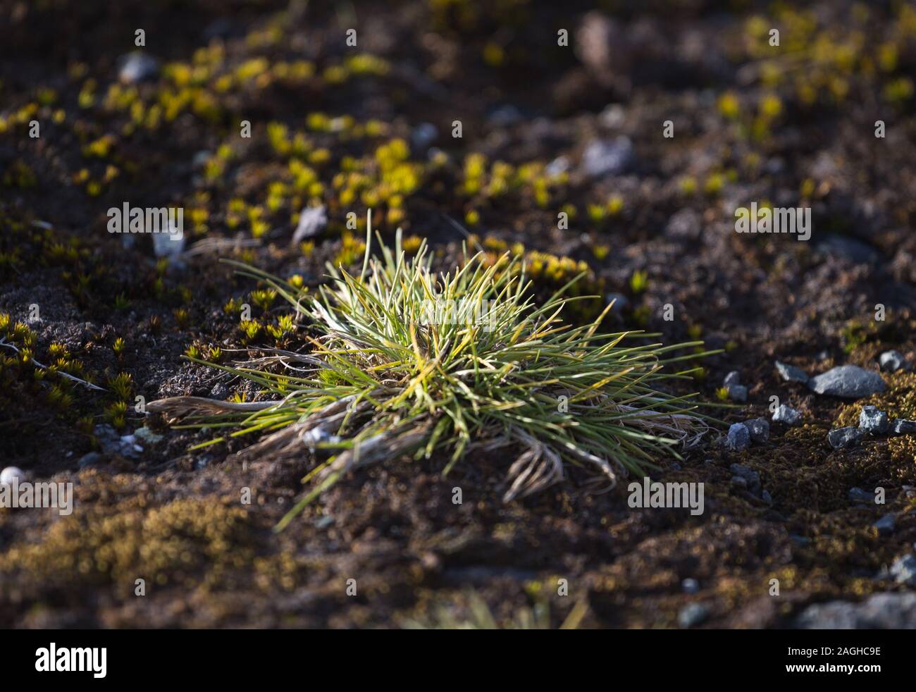 Macrophoto di Deschampsia antarctica, i capelli Antartico erba, una delle due piante di flowering nativa per l'antartide Foto Stock